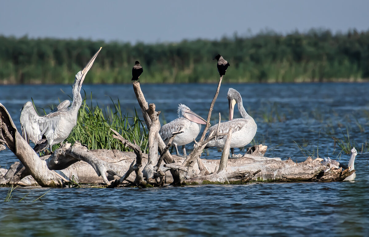Пеликаны в Астраханском заповеднике. - Елена Савчук 