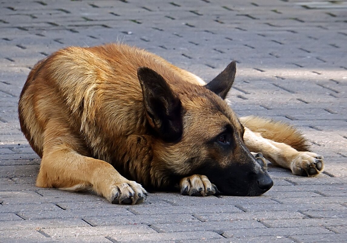Бездомный пёс - Ольга И
