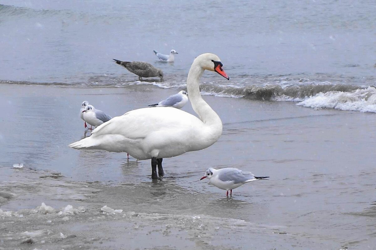 Лебеди на море - Маргарита Батырева