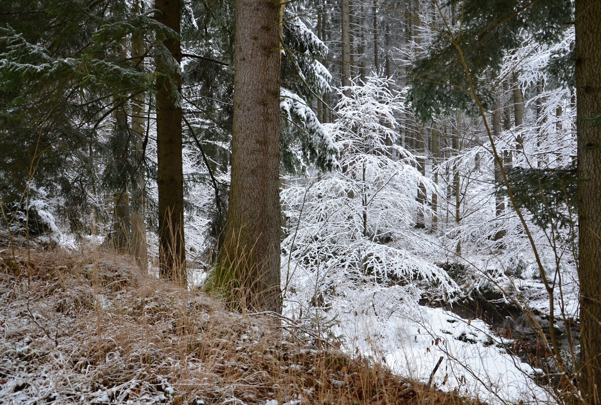 В зимнем лесу - tamara *****