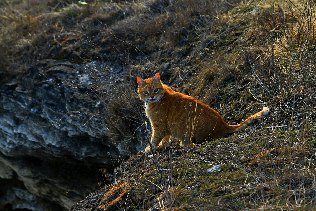 котик - Игорь Kуленко