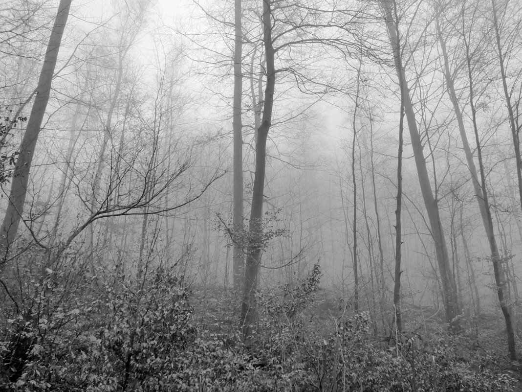 Лес и туман - Heinz Thorns