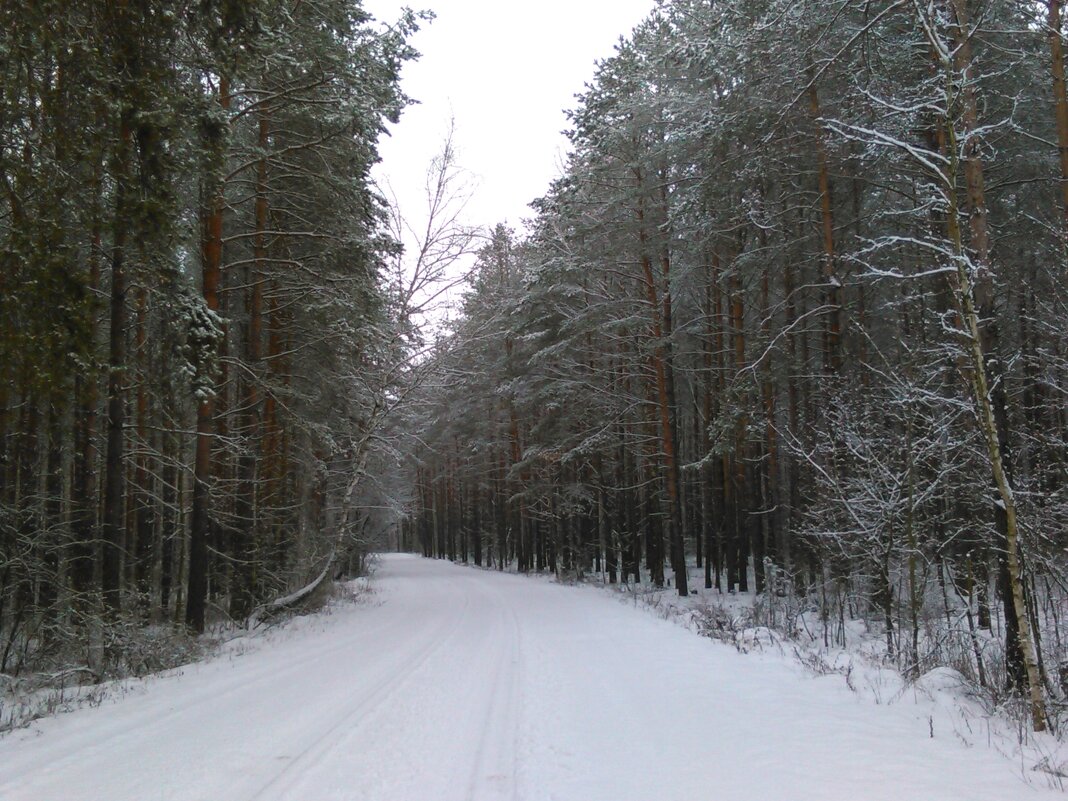 зимний лес - Людмила 