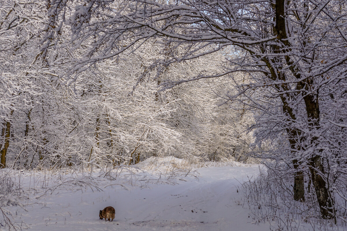 Зимой в лесу - Игорь Сикорский