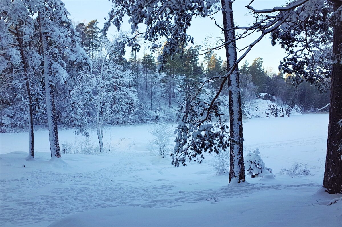 Природа Швеции, лесное озеро - wea *