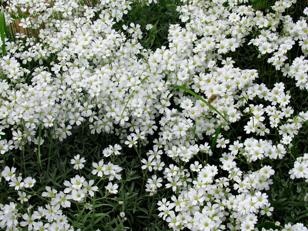 Ясколка  (Cerastium tomentosum) - Александр Чеботарь