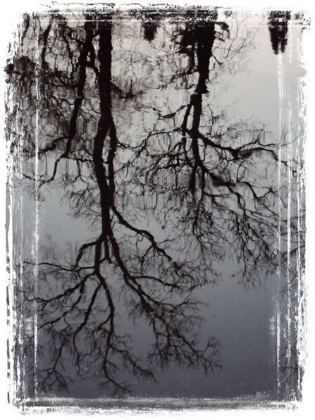 Отражение   деревьев  во - Евгений БРИГ и невич