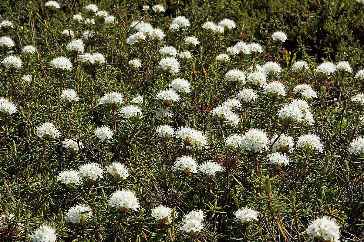 Июнь - время цветения багульника (  Ledum palustre ) - Сергей Курников