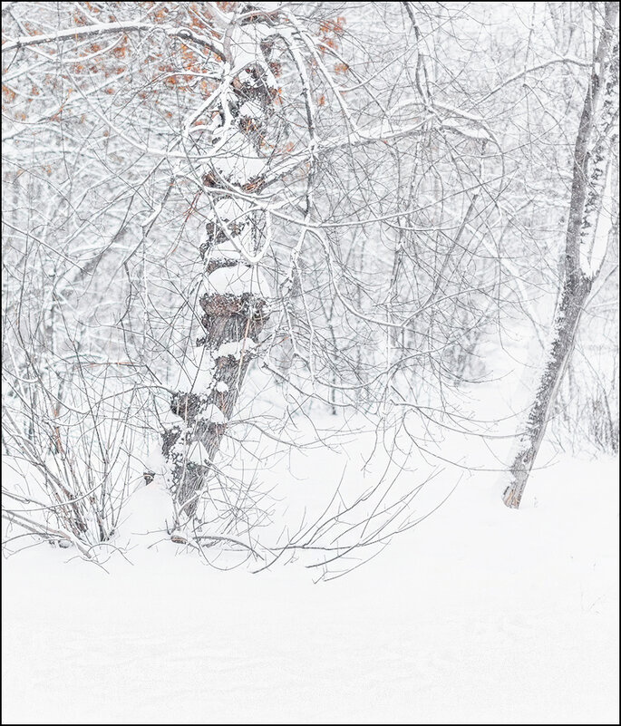 Белая зима - Александр Тарноградский