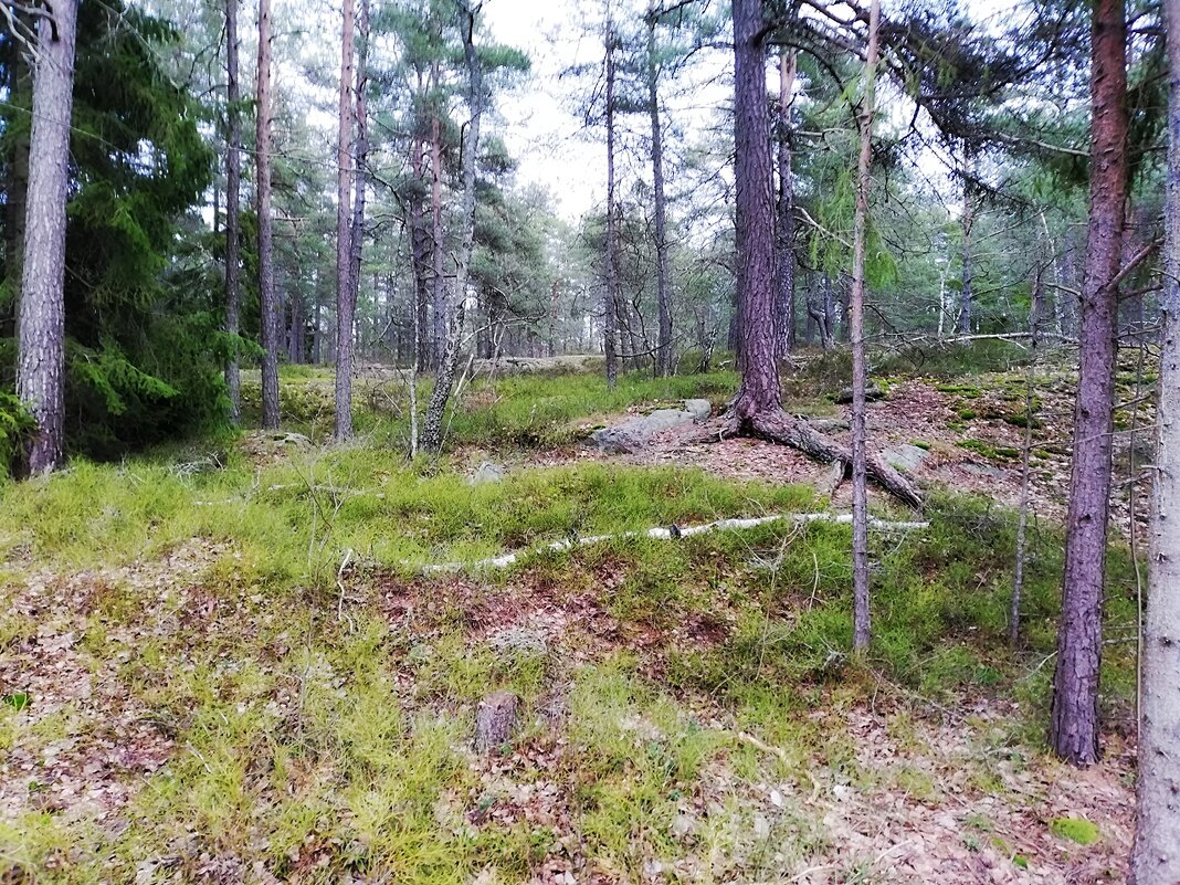 Природа Швеции, зеленый январь t +7 - wea *