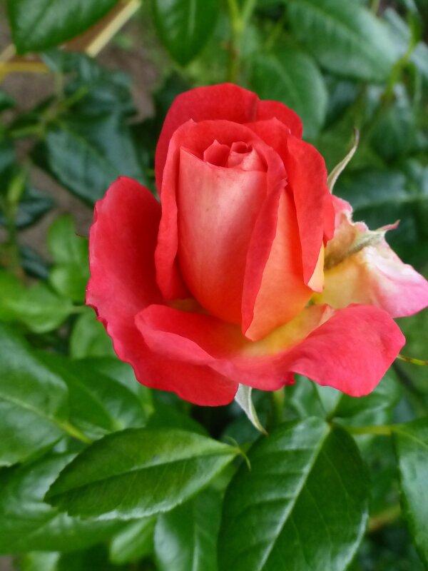 Роза Ботанического сада - Лидия Бусурина