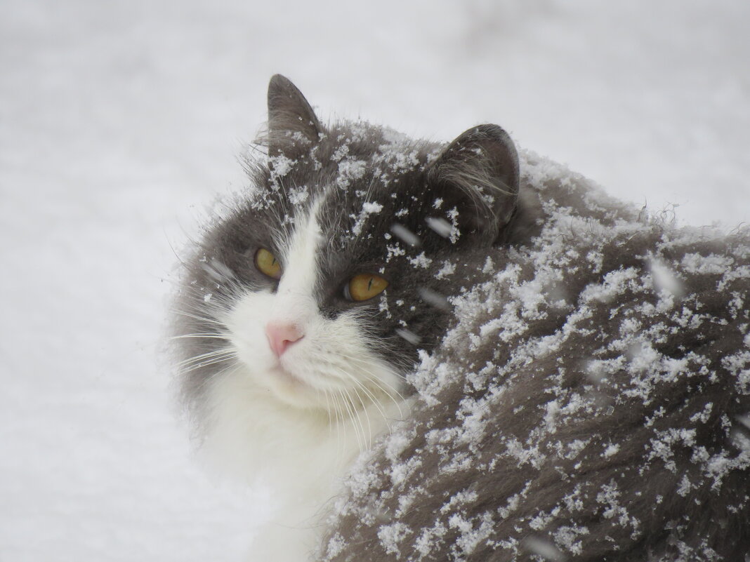 снежный кот - НАТАЛЬЯ 