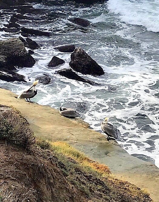Пеликаны на побережье Тихого океана. - Елена 
