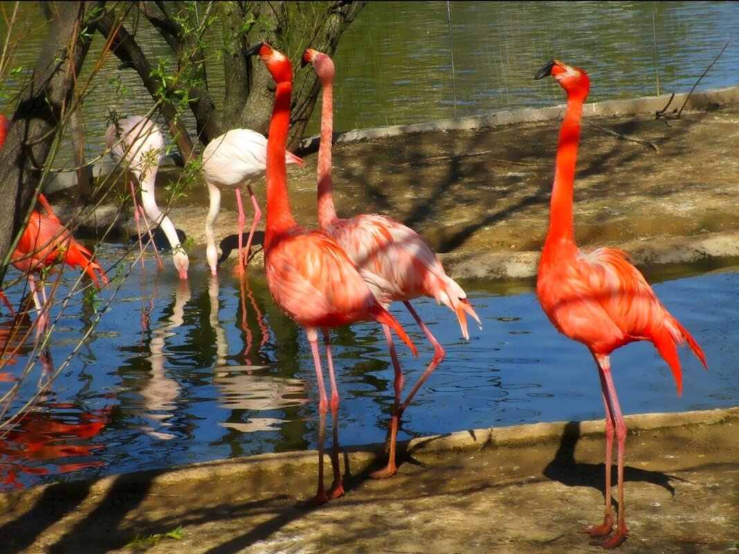 Фламинго в Крыму