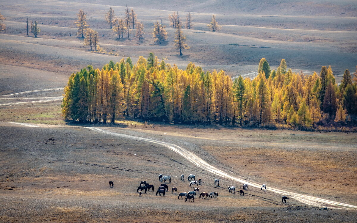 Курай. - Ник Васильев