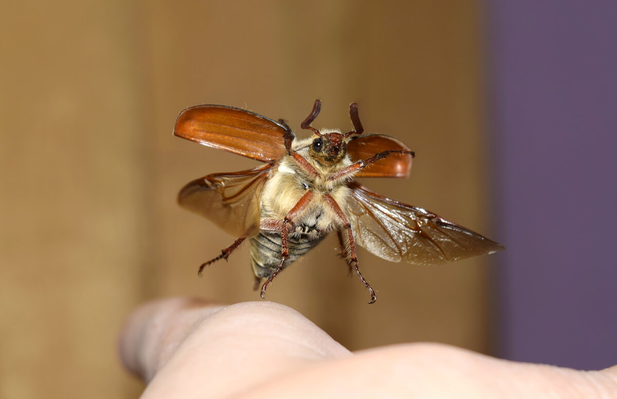 Моё любимое насекомое в полете - Майский жук - Дарья Меркулова