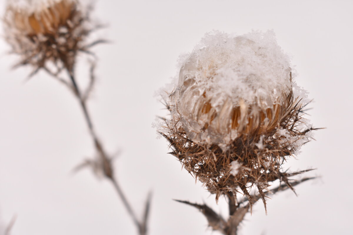 На белом снегу сухая трава- изящна,  красива, графична... - Наталья Короваевич