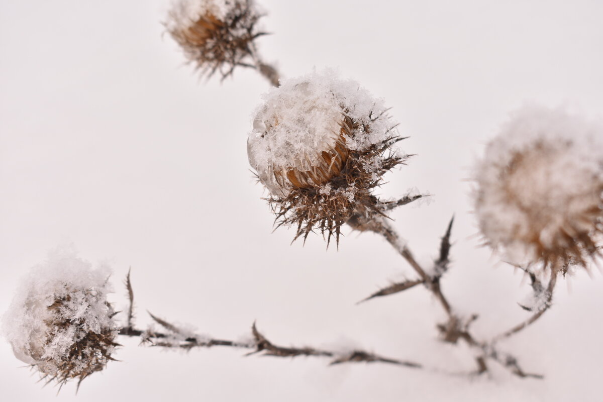 На белом снегу сухая трава- изящна, красива, графична... - Наталья Короваевич