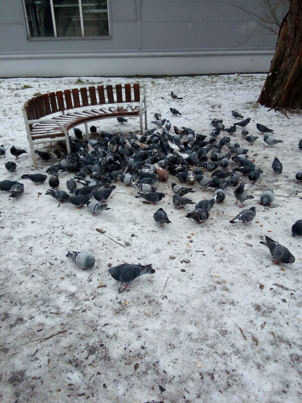 Стая голубей в нашем дворе. - Светлана Калмыкова