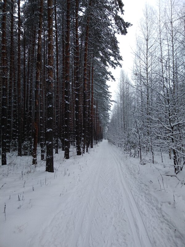 Зимняя дорога - Елена 