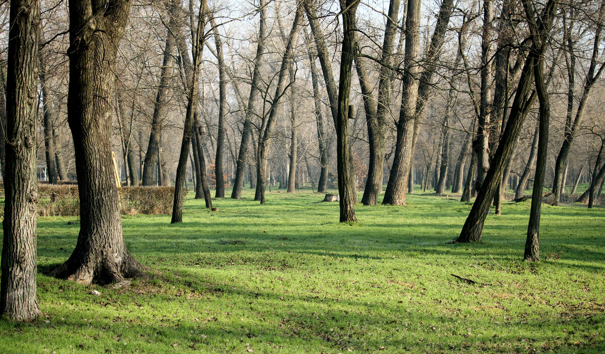 "Зимний" день в парке. - barsuk lesnoi