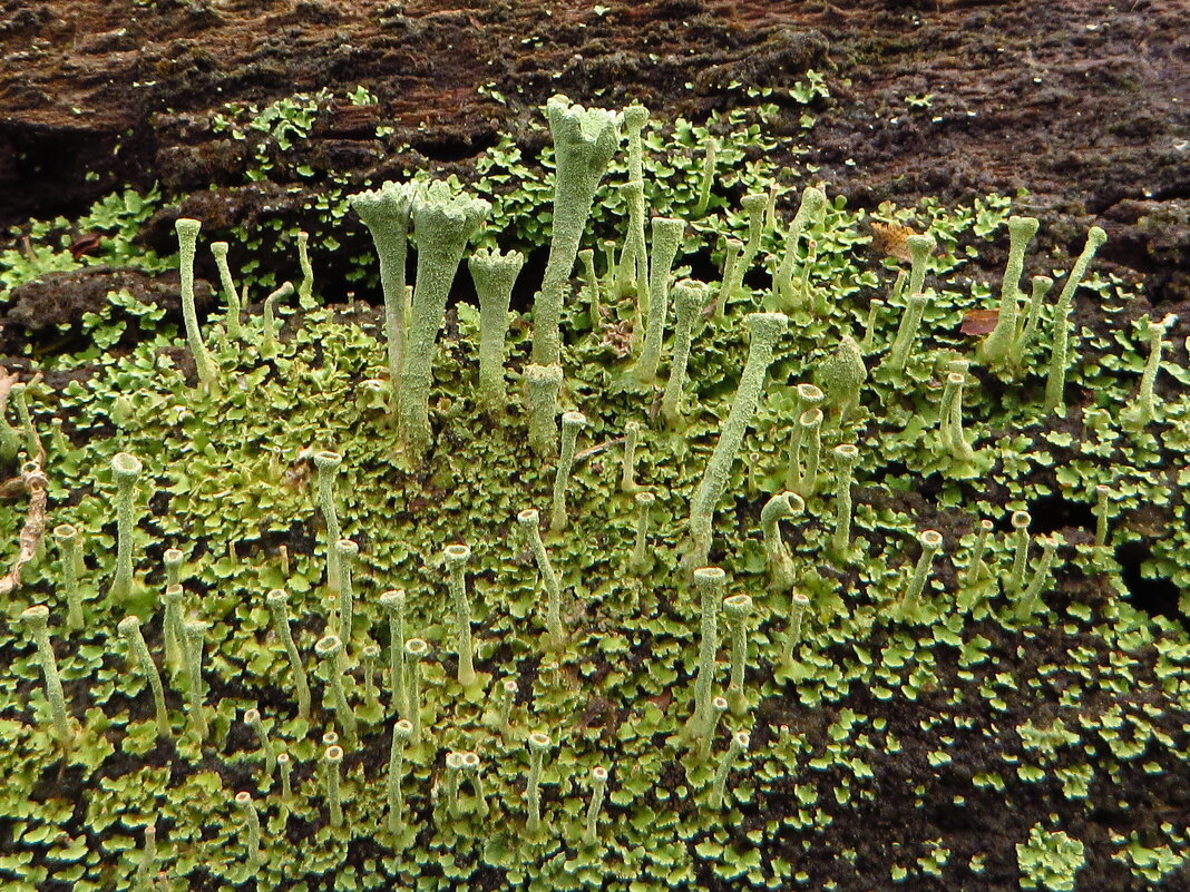 *Кладония крыночковидная. ... Cladonia pyxidata - vodonos241 