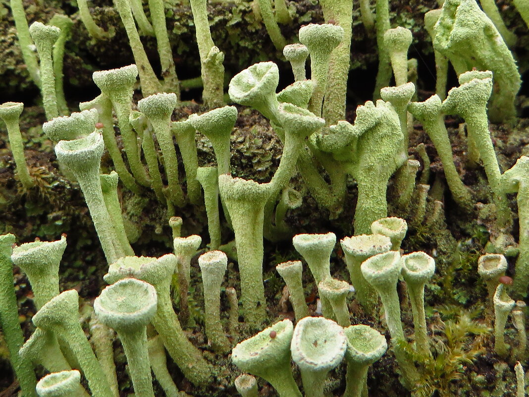 *Кладония крыночковидная. ... Cladonia pyxidata - vodonos241 