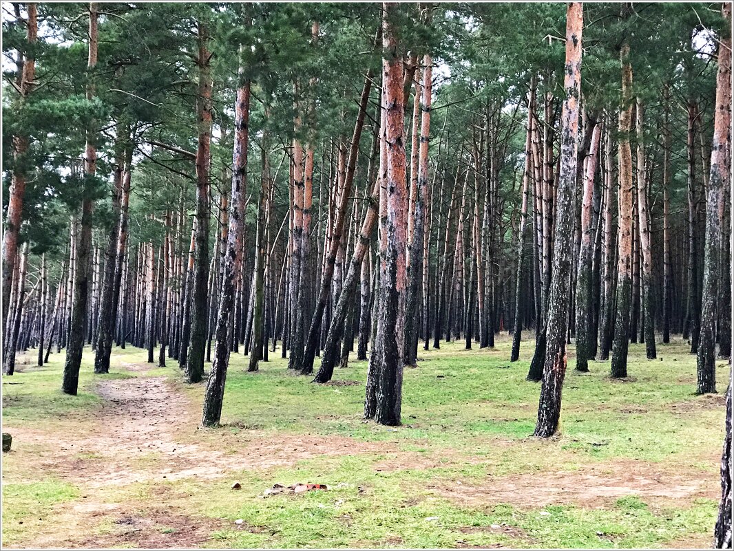 Сосновый лес зимой. - Валерия Комова