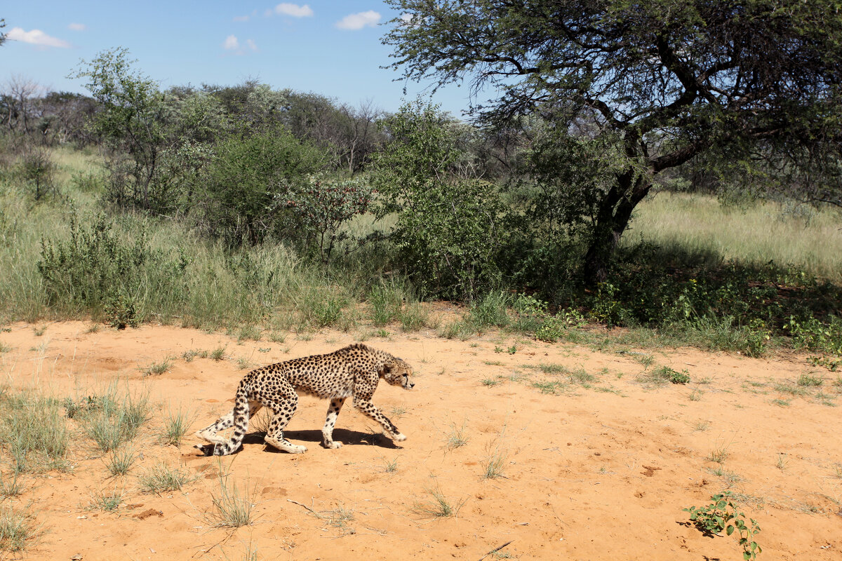 Вдоль по Африке гуляет гепард - Зуев Геннадий 