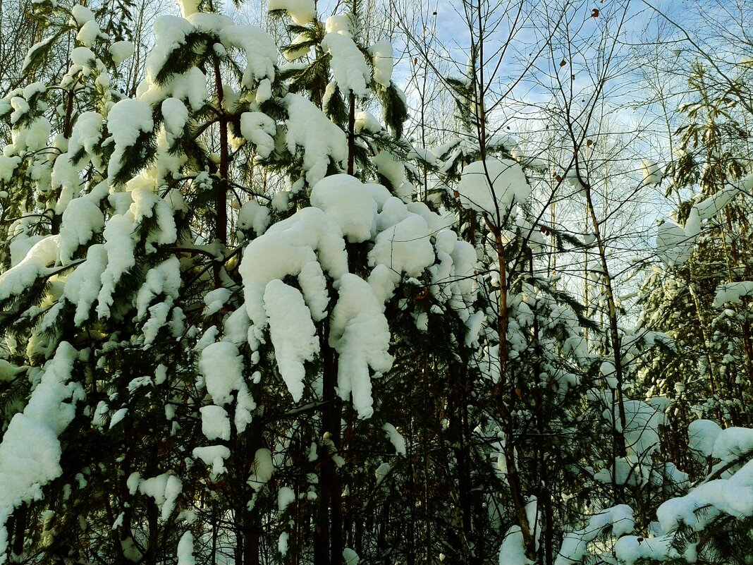 белые шубки - Владимир 