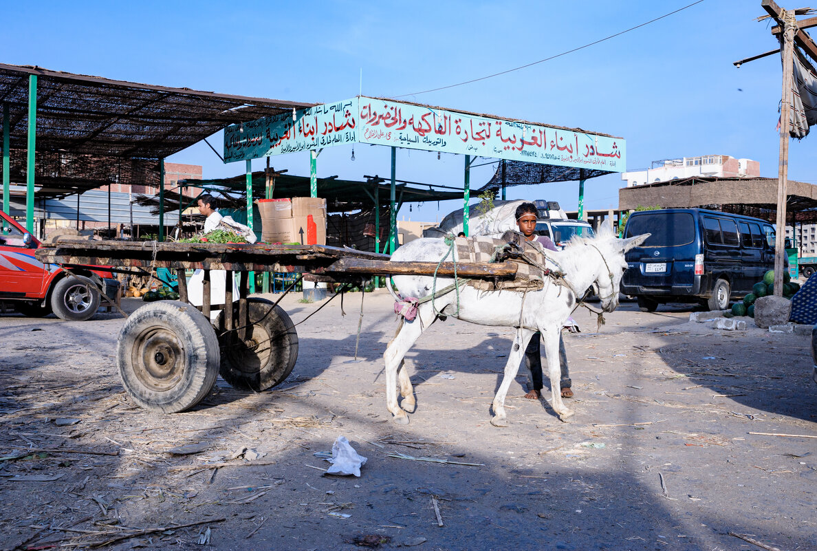 Мальчик с осликом на рынке в Египте - Вероника Куницына