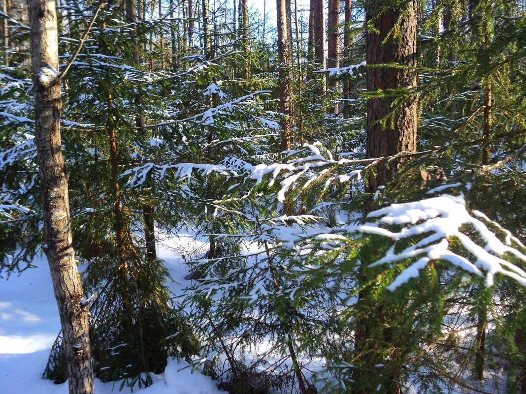 Зимой в лесу - Натала ***