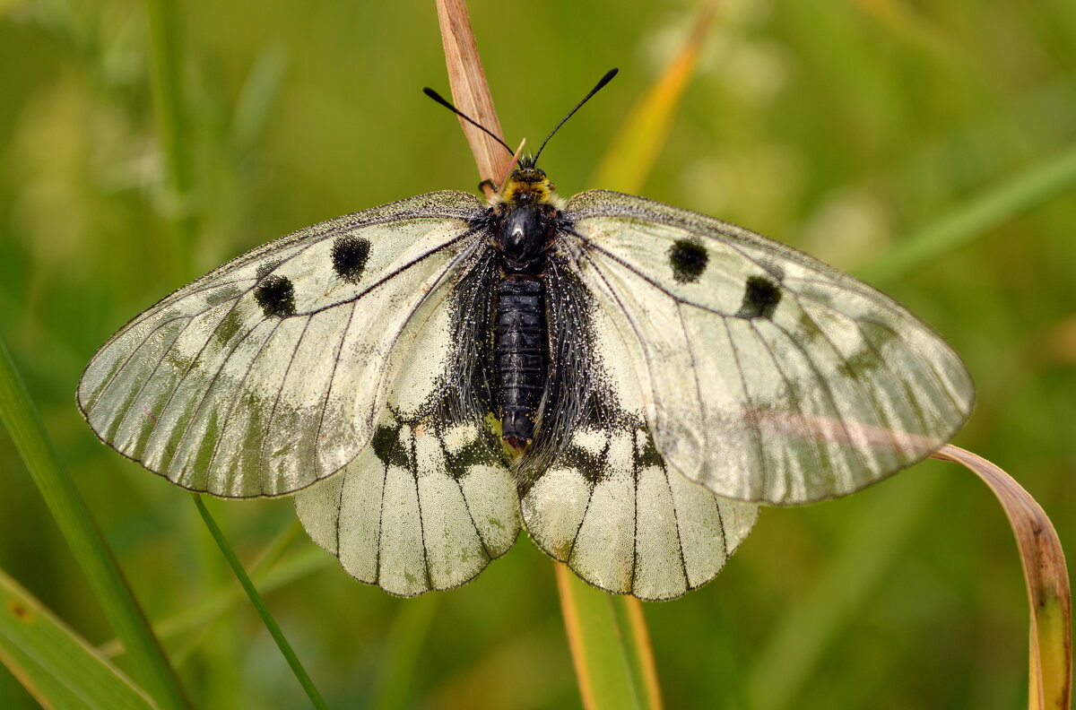 Мнемозина (Parnassius Mnemosyne)