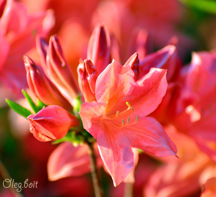 Цветы рододендрона - Тамара Бедай 