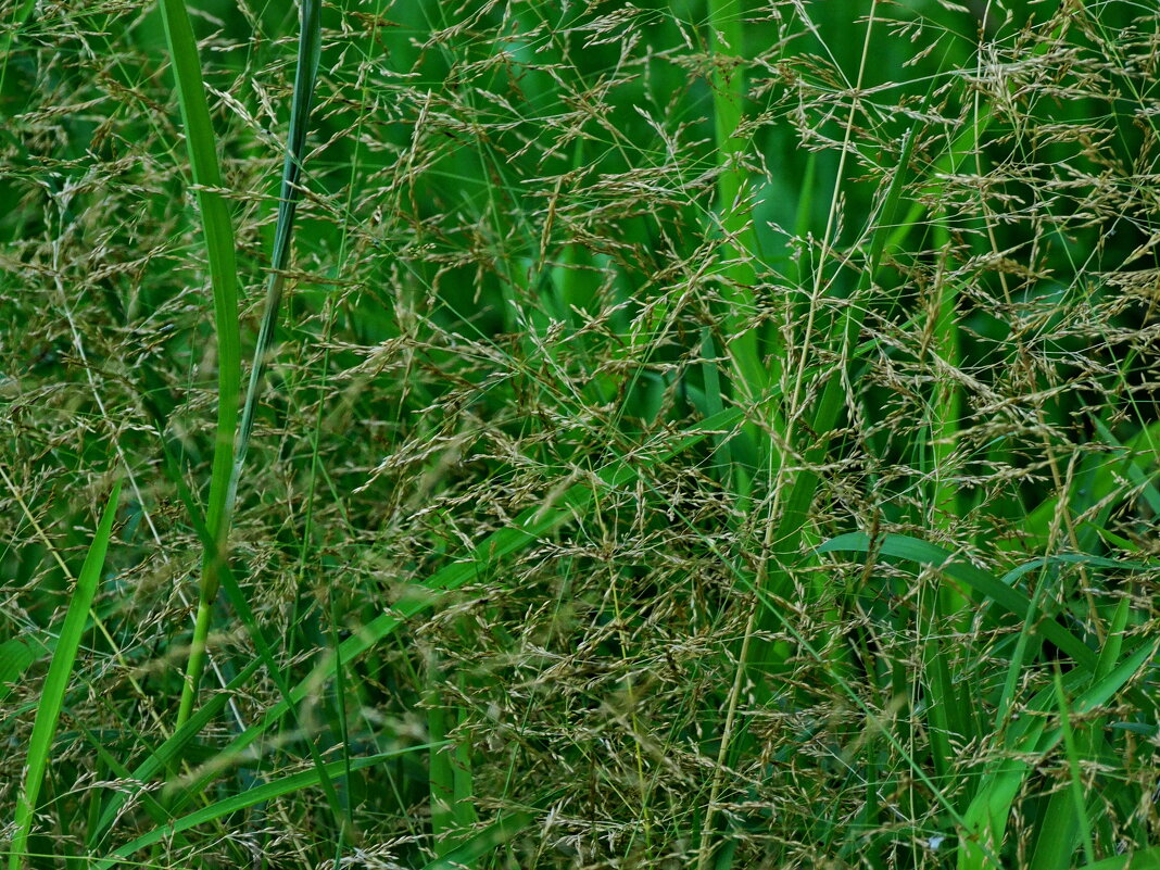 Мятлик болотный - vodonos241 