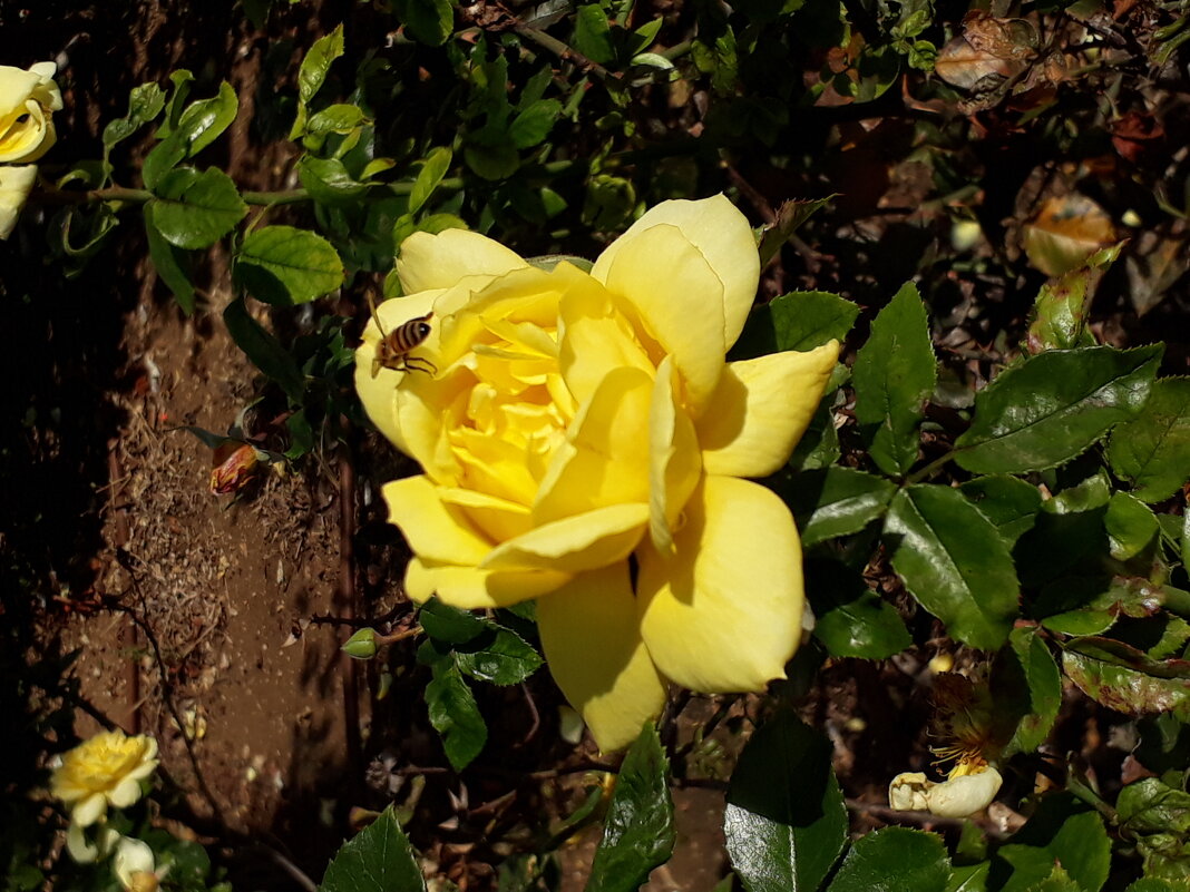 Цветок и пчелка - Герович Лилия 