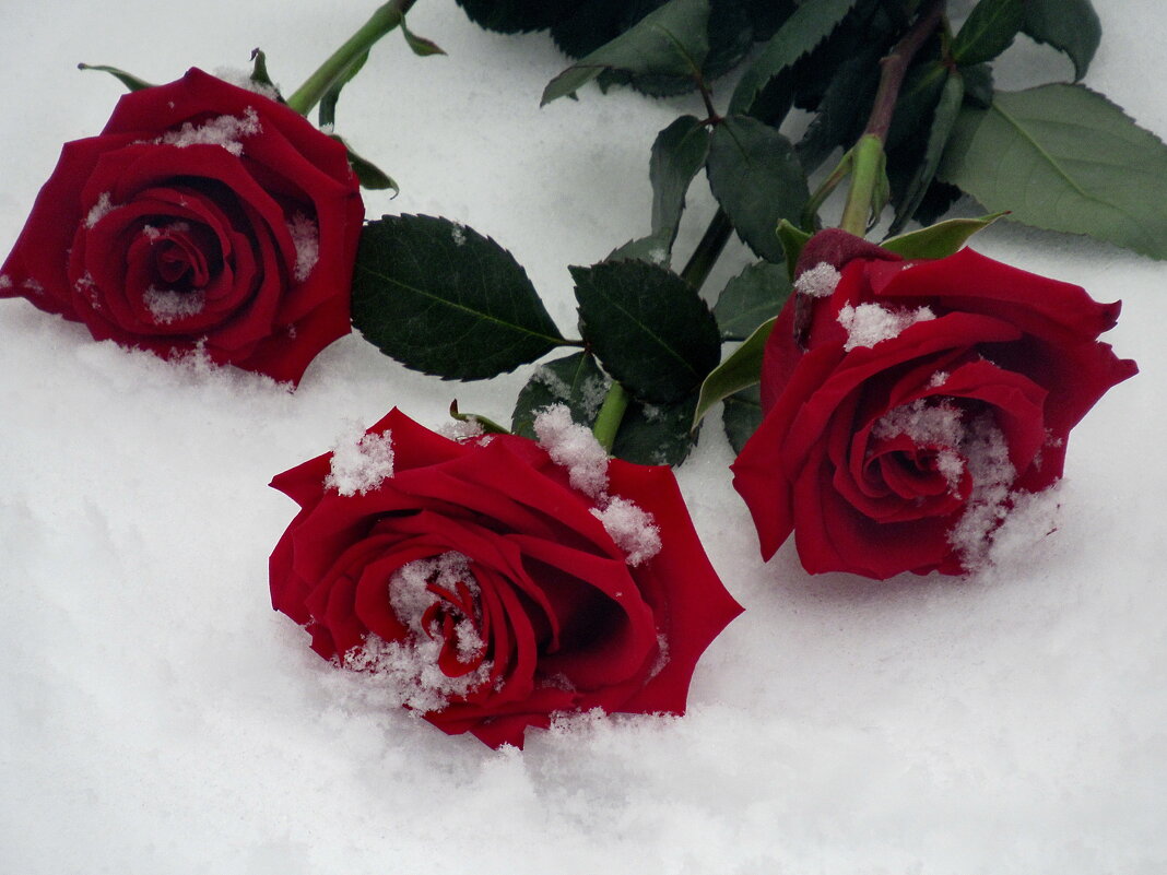 Цветы розы на снегу