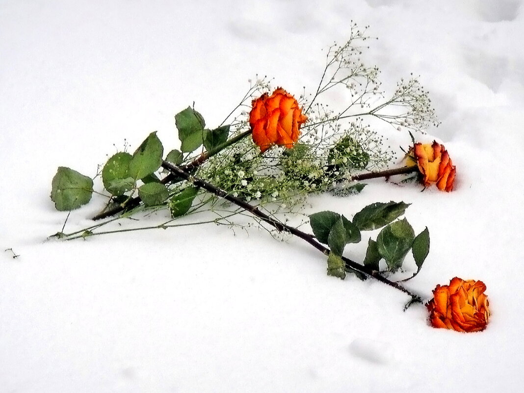 Розы на снегу - Ольга Довженко