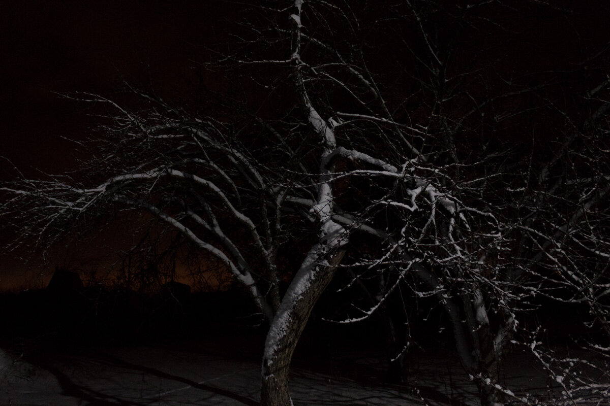 Ночное дерево - Алексей Петропавловский