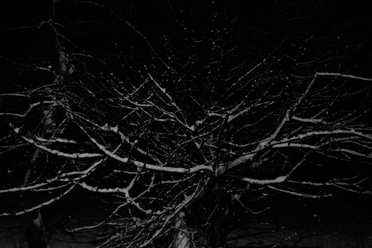 Ночное дерево - Алексей Петропавловский