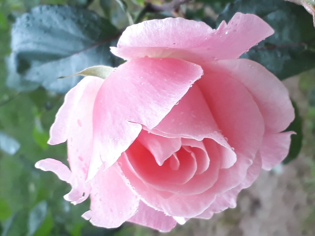 Роза под дождем - Герович Лилия 