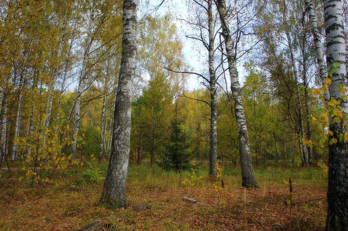 В осеннем лесу... - марк 