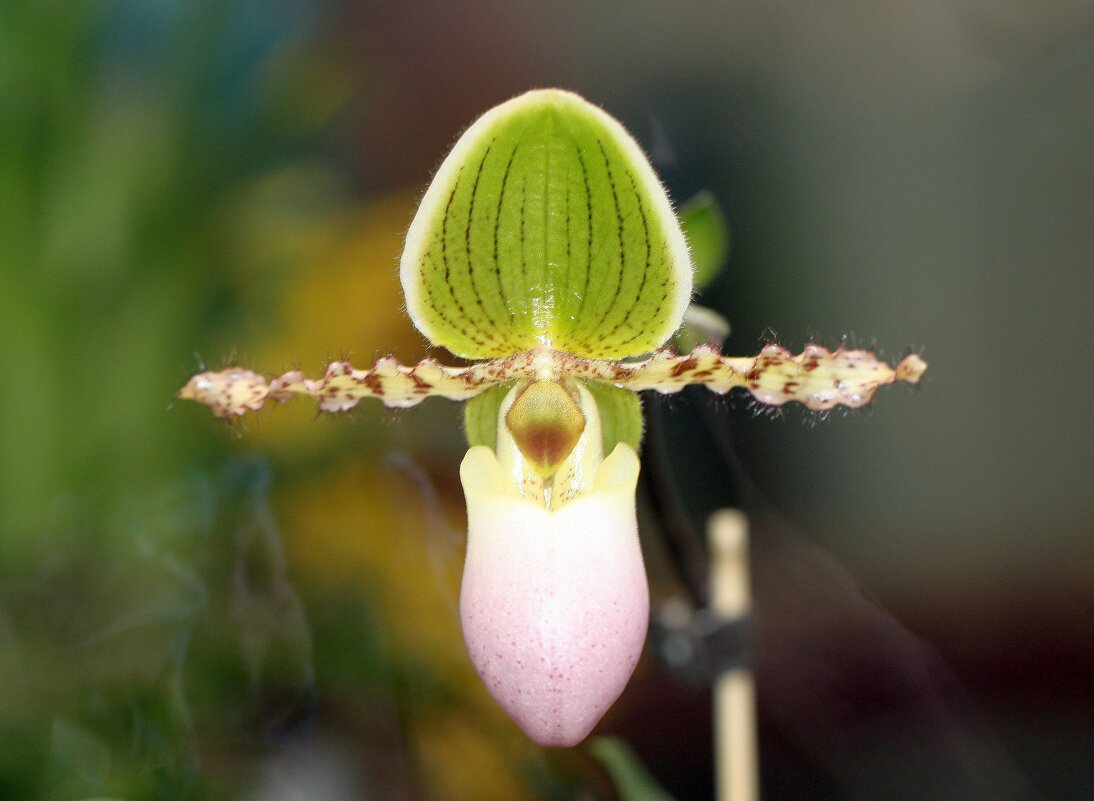 Орхидея - ZNatasha -