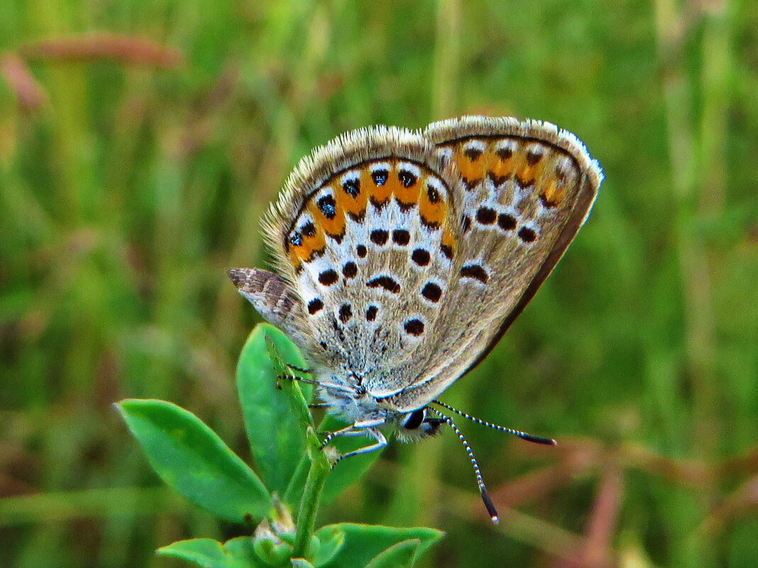 *Plebejus argus (Linnaeus, 1758) - Голубянка аргус - vodonos241 