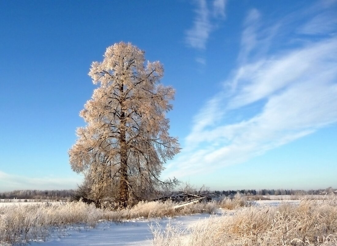 Липа вековая морозной зимой - Анатолий Мо Ка