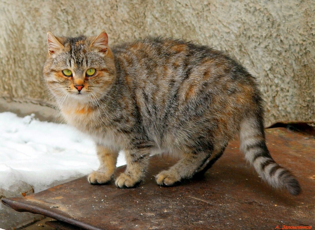 До марта ждать котам уже недолго.. - Андрей Заломленков