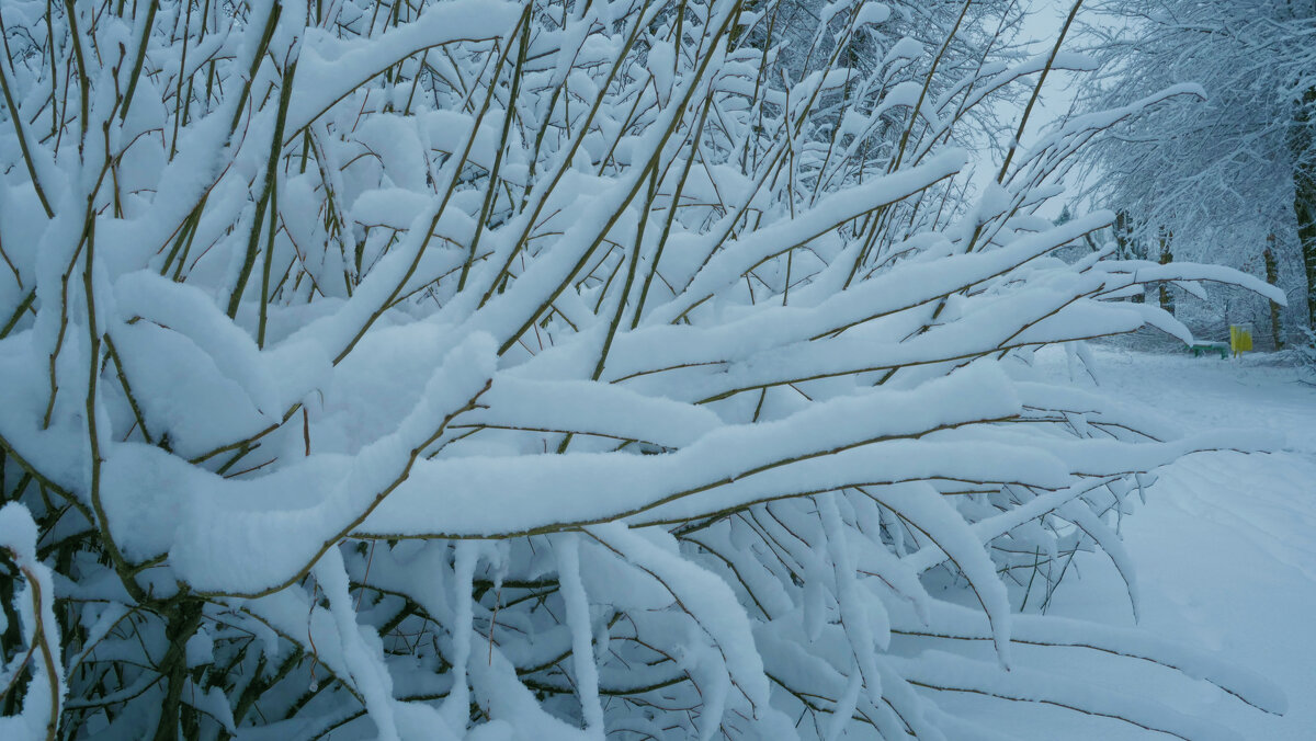 ветки в снегу - Аркадий Баринов