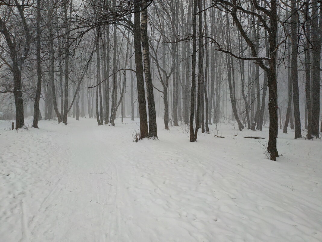 Бывает ли снег зимой в Москве? - Андрей Лукьянов