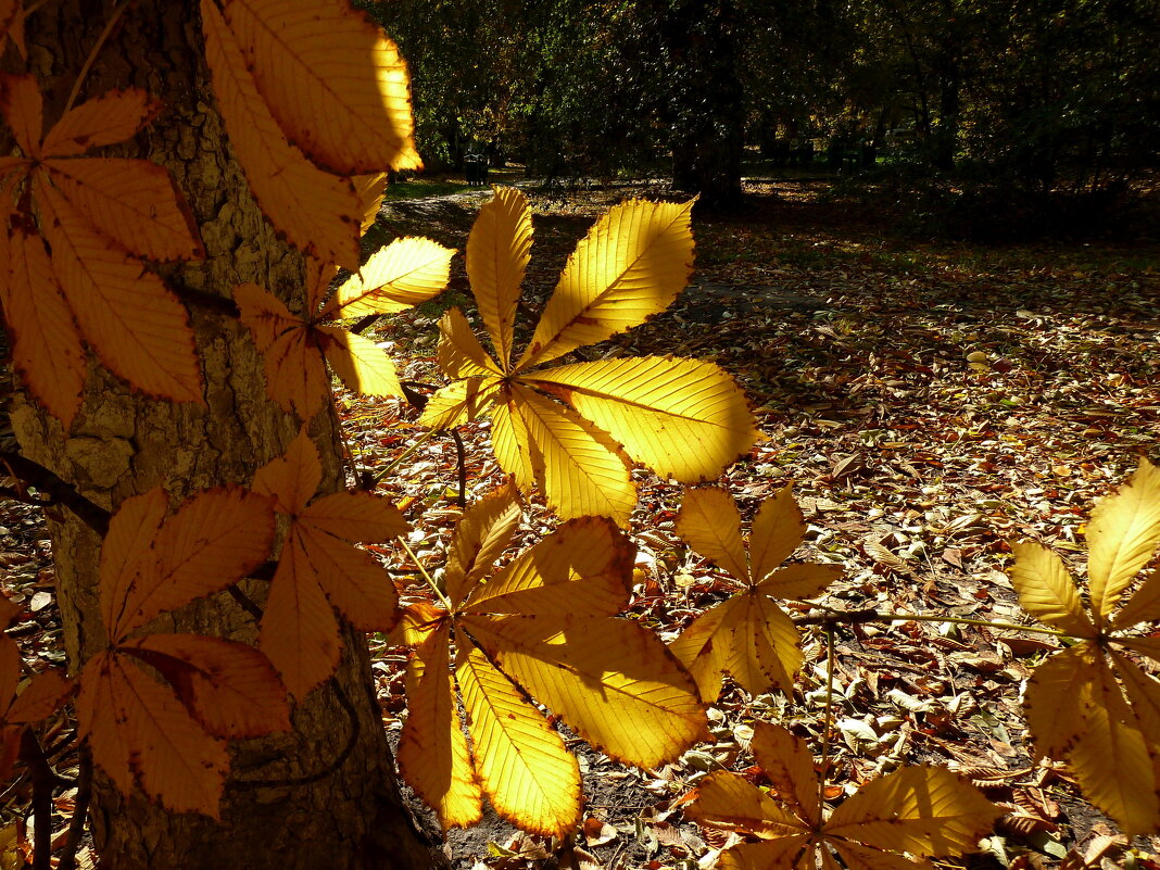 Солнцем пронизанные листья... - Лидия Бараблина