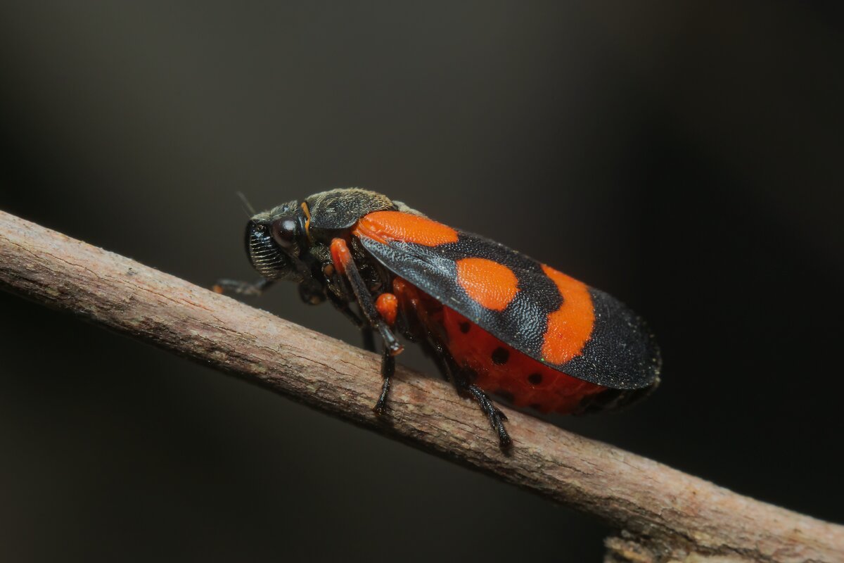 Пенница краснопятнистая (Cercopis vulnerata) - Денис Ветренко